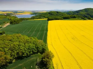 Właściwości i zastosowanie miodu Manuka